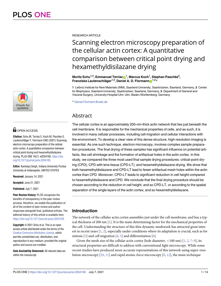 Scanning Electron Microscopy Preparation of the Cellular Actin Cortex: A Quantitative Comparison Between Critical Point Drying and Hexamethyldisilazane Drying
